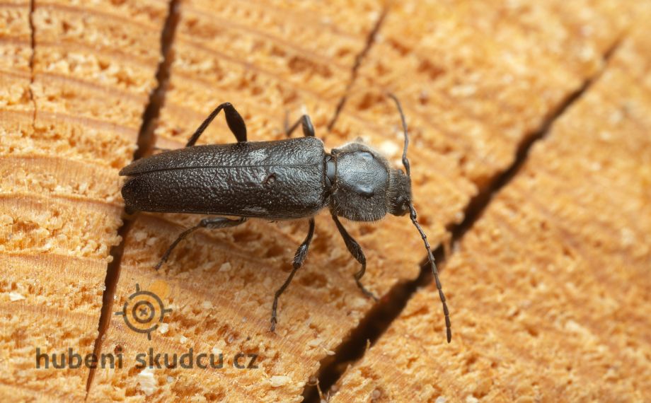 dřevokazný hmyz - tesařík krovový Hylotrupes bajulus